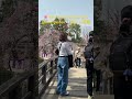 🌸 Beautiful Japanese Ume (plam) garden 🇯🇵 美しい梅園 ⛩️ #beautiful #リラックス #kyotowalk #relaxing #kyoto