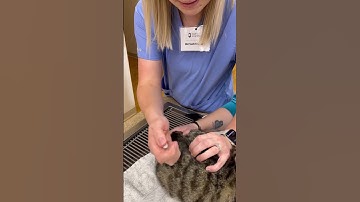 Penn foster externship 1 skill 12: feline IM injection