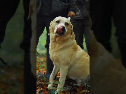 Driven Pheasant Shooting - Labrador Retriever on Peg in Denmark