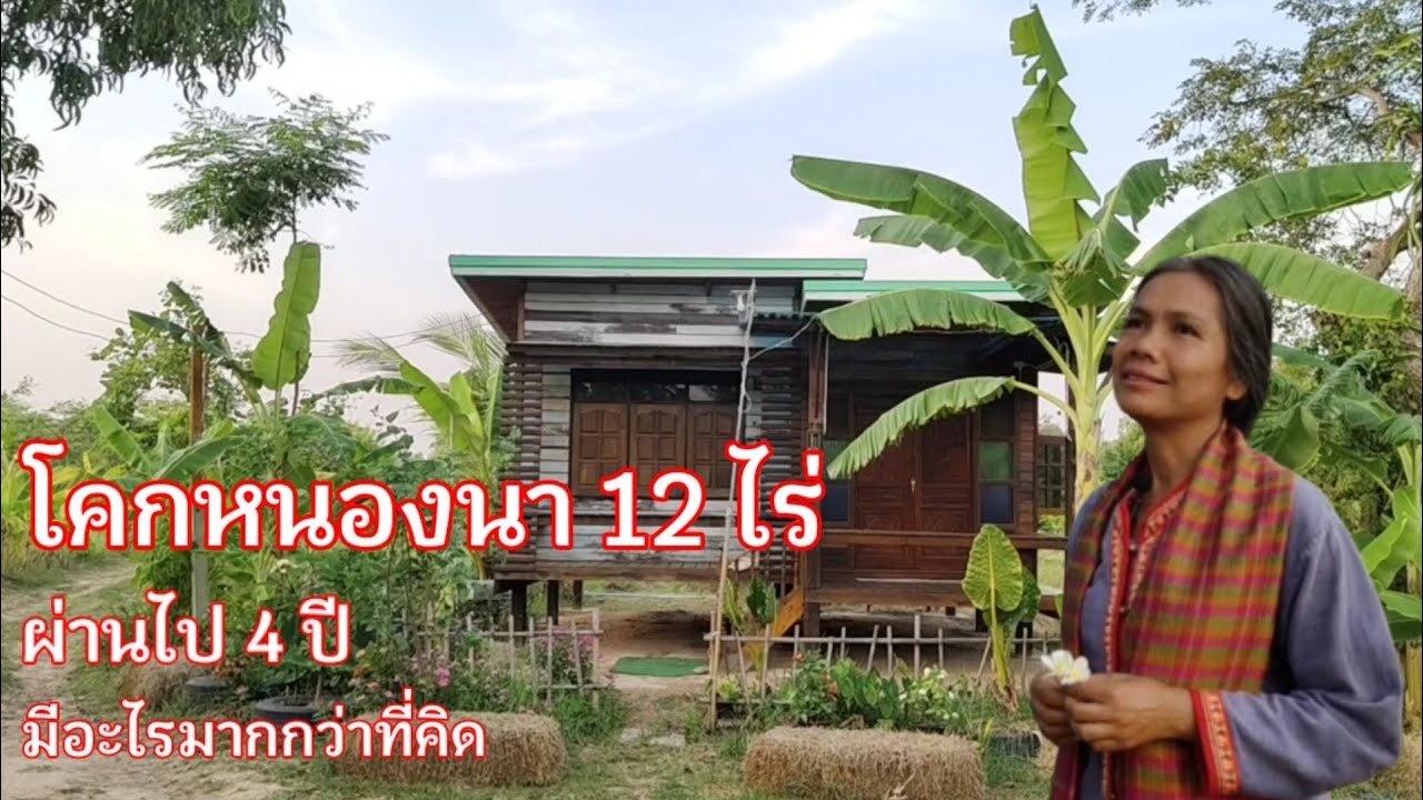 โคก หนอง นา 12ไร่ ผ่านไป4ปีไม่มีอะไรเหมือนเดิมอีกเลย สวนป่านายาย