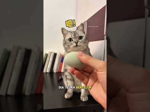 similo bertelur😜 #kucing
