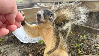 A Must-See Visit! (Sherman's Fox Squirrel Vlog #22)