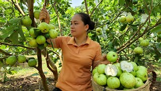 Harvesting Guava Fruit Goes to the market sell  Making garden  Lý Thị Ca