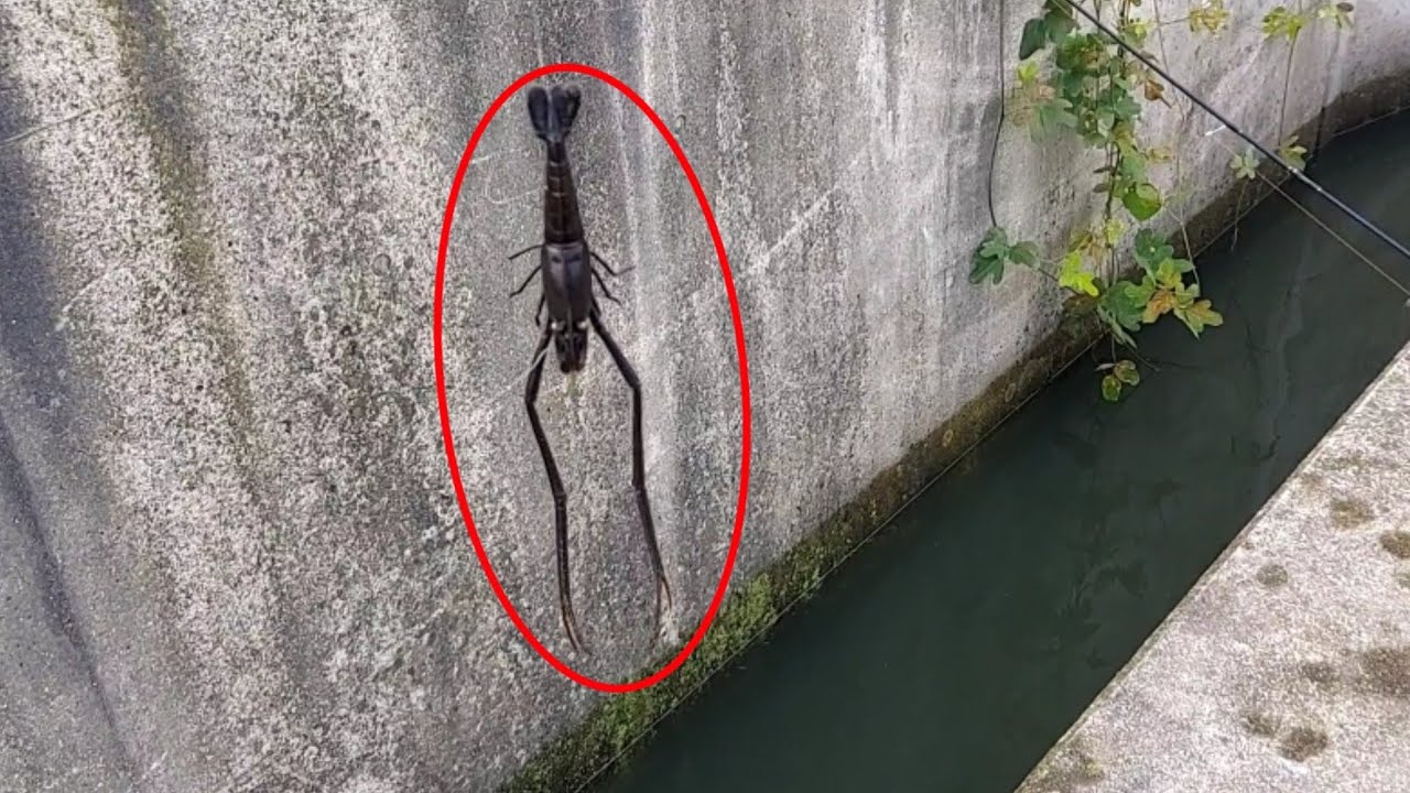 手長エビをチヌの巣窟で泳がせるっ