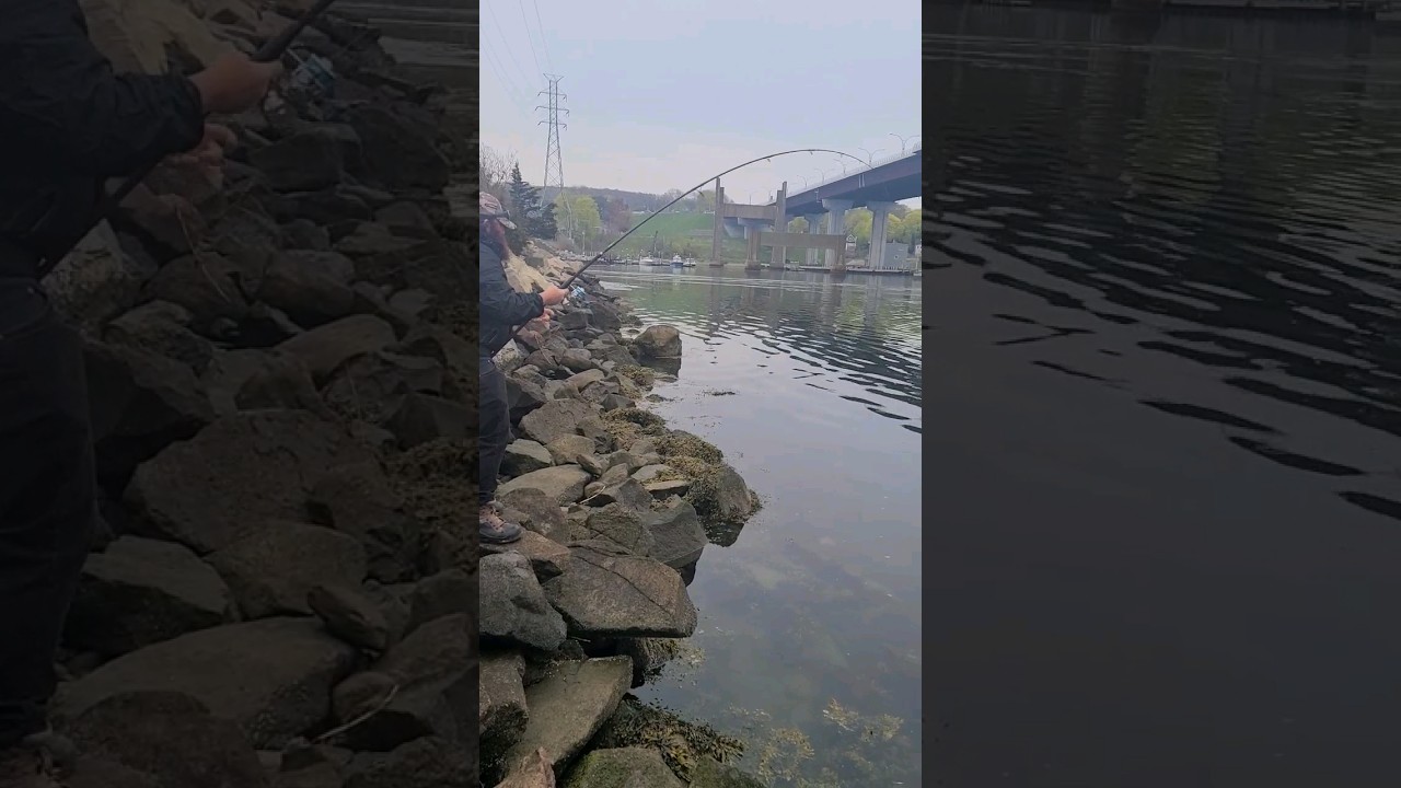 Jigging up Bridge 🌉 Monsters ‼️ Fishing for Tautog 