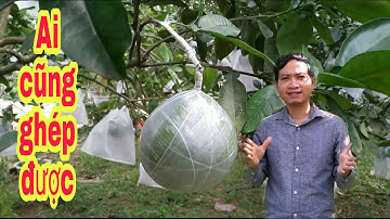 Kĩ thuật ghép quả bưởi sáng tạo từ kĩ thuật ghép mắt nhỏ có gỗ | bưởi Rỏn