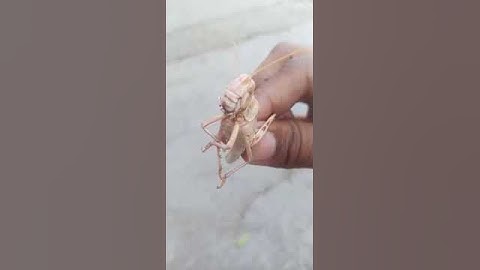 Locust Leader Interrogated #locustswarm #locustattack #locustattackindia