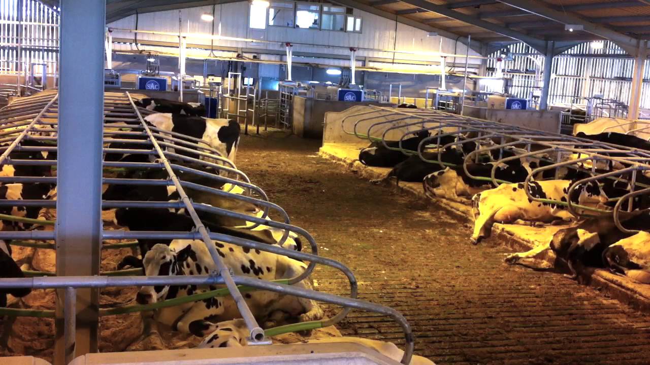 HollyFarm Dorset Time Lapse Dairy Cow Housing YouTube