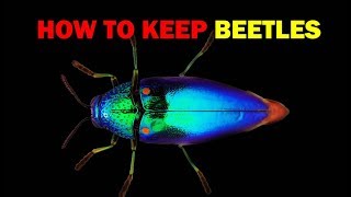 How to keep Beetles (Weird and Wonderful Pets Episode 5 of 15)