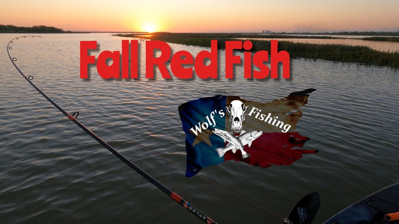 Fall Red Fish, Wolf's Fishing Corpus Christi 