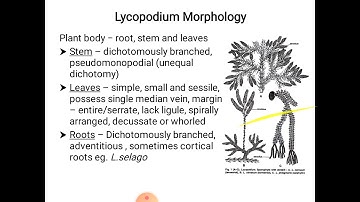 Lycopodium - morphology and anatomy