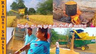 நெல் நடவு முதல்  அரிசி வரை | நெல் அருவடை | Rice cultivation (Rajamani Samayal)
