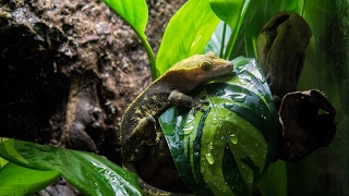 Naturalistic/Bioactive Crested Gecko Vivarium Build (Housing Henry)