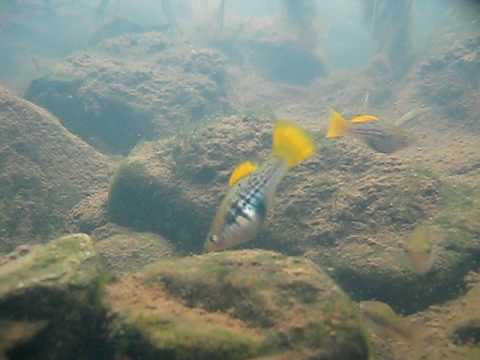 Xiphophorus variatus, SKHC, 2010