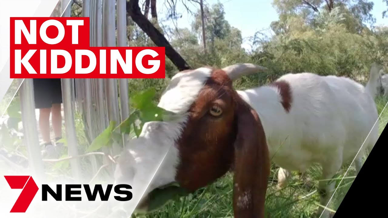 Miniature goats are the new cute kids on the block