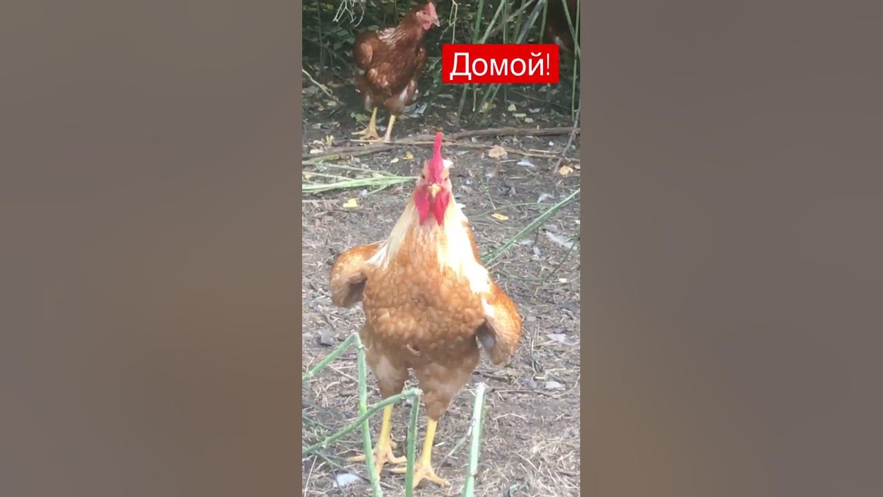 Куры с петухом. Петух зовет куриц. Тульская рыжеперая курица. Цыплята хайсекс браун. Красные куры.