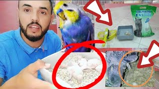 توليعة خفيفةllطريقة تنظيف عش فراخ البادجى الرينبو How to clean budgie nest box