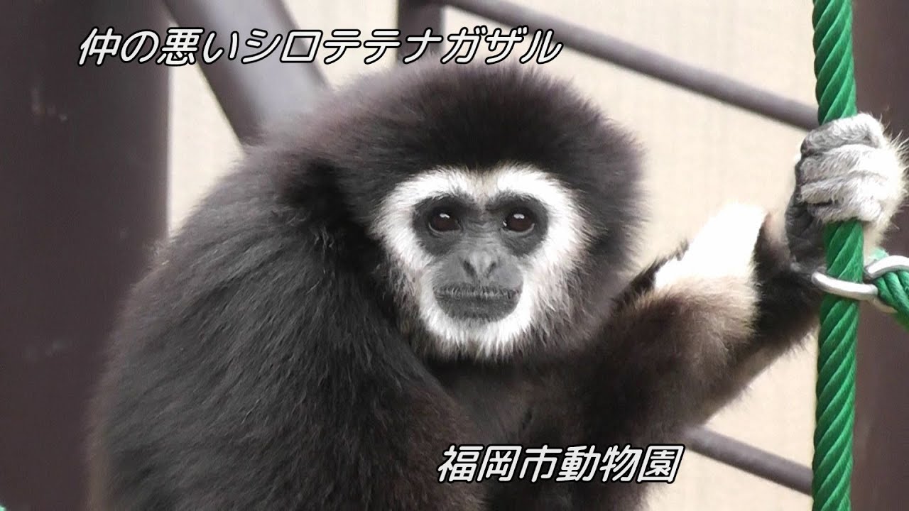 仲の悪いシロテテナガザル（Gibbons chase）