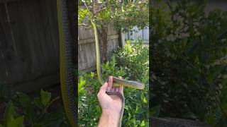 Non venomous Common Tree Snake #snakevideo #australia #australia #wildlife #australianwildlife #qld Wealth