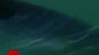 Dolphin Rescues Stranded Whales