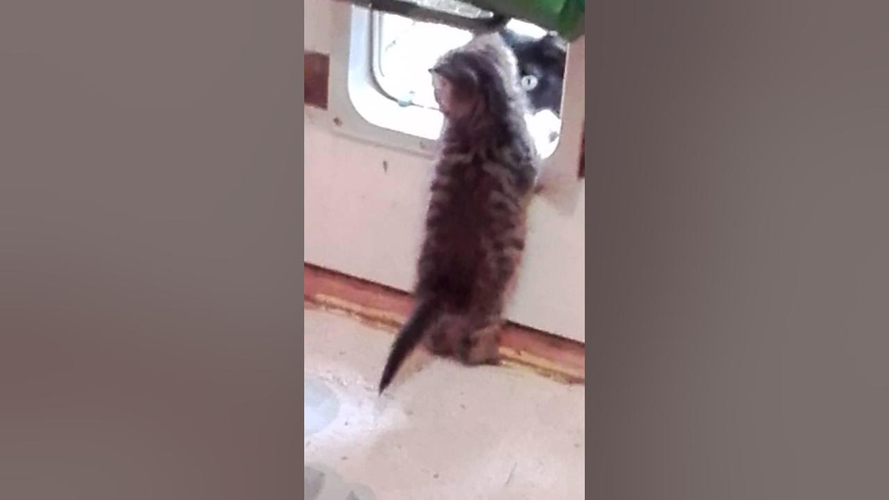 Mother cat teaching baby to use cat flap YouTube
