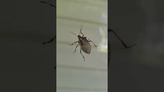 Brown Stink Bug Running Away #insects #shorts