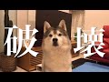 クリスマスを前に破壊の道を歩むシベリアンハスキー