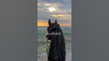#قران #القارئ عمر بن ضياء الدين