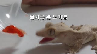 딸기먹는 도마뱀[크레스티드게코]