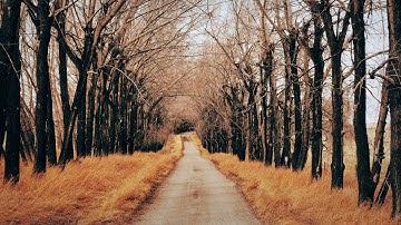 Make a Dreamy Autumn Avenue Special on Gimp 2.10.12!