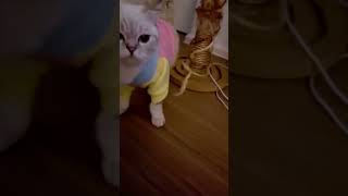 cat is a little shy in new hoodie