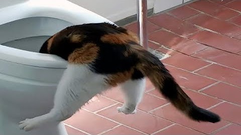 CATS: Unstoppable Chaos and Crazy Smart Antics 😹 🤣