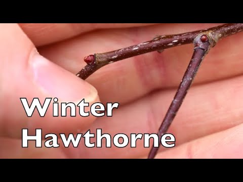 How To Identify Hawthorn In The Winter