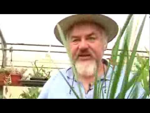 Video: Knoblauchpflanzenprobleme in Gärten - Umgang mit Knoblauchschädlingen und -krankheiten