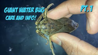 Giant Water Bug Care And Info! Part 1