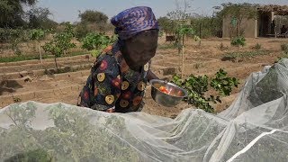 Yelemani: l'agriculture bio pour atteindre la souveraineté alimentaire