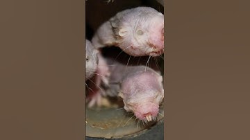 Het dichtst bij een onsterfelijk dier? 🤔 #shorts #animalfacts #weirdanimals