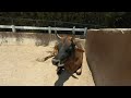 Vaca en realidad virtual | Zoológico de Guadalajara | Episodio #1