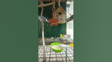 eating time 😋 java birds eat egg food #shorts #javafinch #java