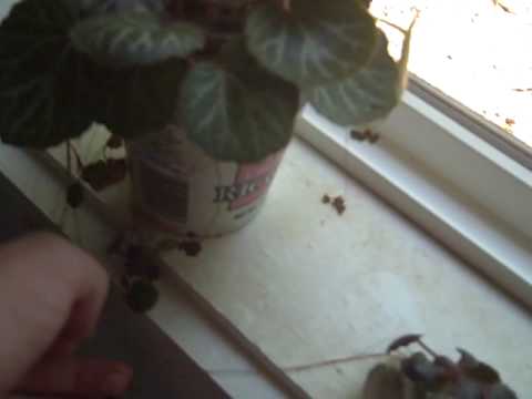 Video: Strawberry Geranium Plants - Tips on growing Strawberry Geranium