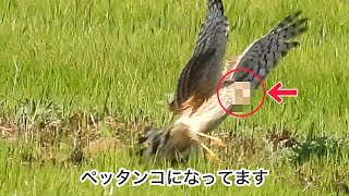 ふらふら飛んでいる鳥の顔が、変なことになってます。