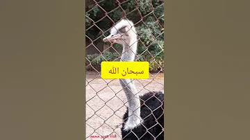 النعامة نامت وهى واقفة سبحان الله 