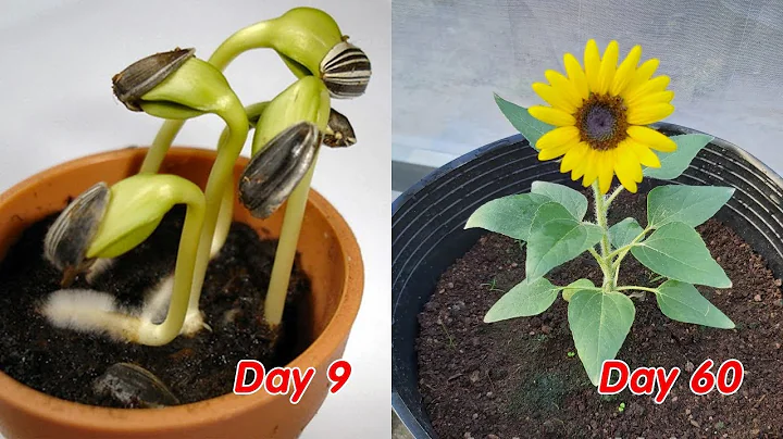 How to grow sunflower in pots at home, full update - DayDayNews