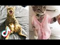 🤣Funny Cat Videos 2021🤣 🐱 It&#39;s time to LAUGH with Cat&#39;s life #4
