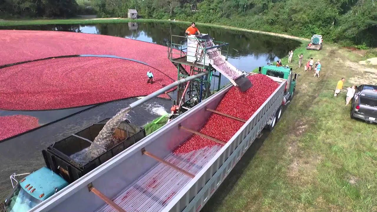 Cranberry harvest, Cape Cod, MA YouTube