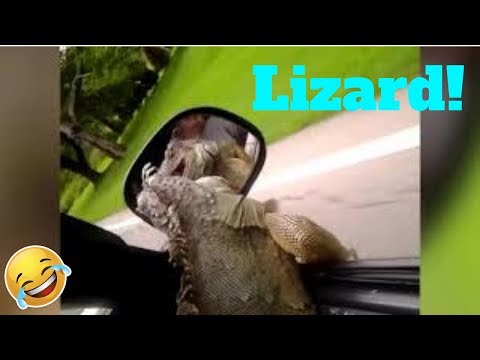 💥funniest-lizard-and-reptile-blooper-and-reaction-weekly😂🙃💥-of-2019|-funny-animal-videos💥👌