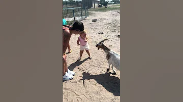 Goat Zoo Animals Park Shortvideo Shorts Youtube Youtubeshorts 