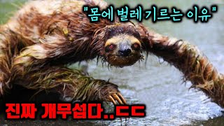 전투력 최약체 나무늘보가 개빡치면 벌어지는 일