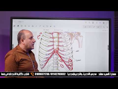 فنيات القفص الصدري وأنواع الضلوع أحياء تالته ثانوي الهيكل المحوري