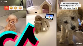 The Best Fluffy Poodle TikTok Compilation | Dogs Of TikTok